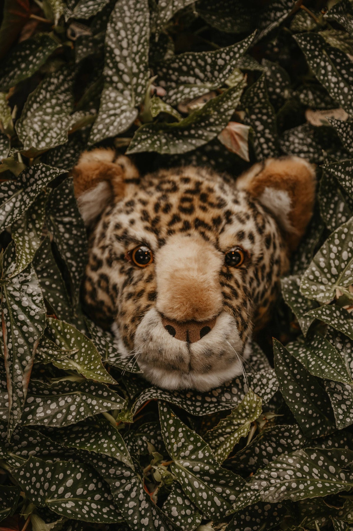 Charlie the Leopard: Wall Deco - Medium Head