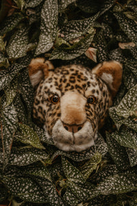 Charlie the Leopard: Wall Deco - Medium Head