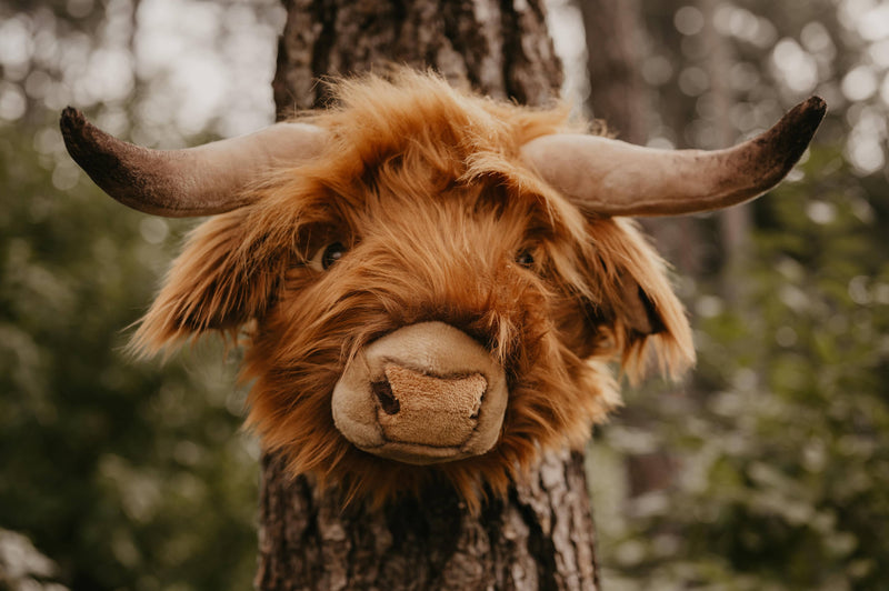 Nicolas the Highland Cow: Wall deco