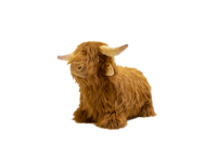 Soft Bouncy Highland Cow